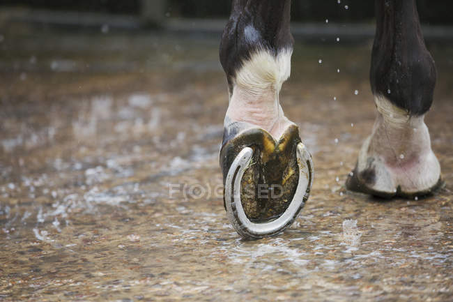 Pezuña de caballo con zapato de caballo nuevo - foto de stock