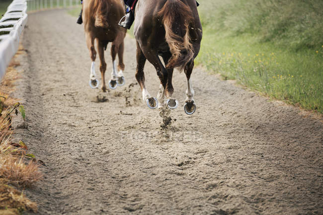 Due cavalli sul sentiero dei galoppi — Foto stock