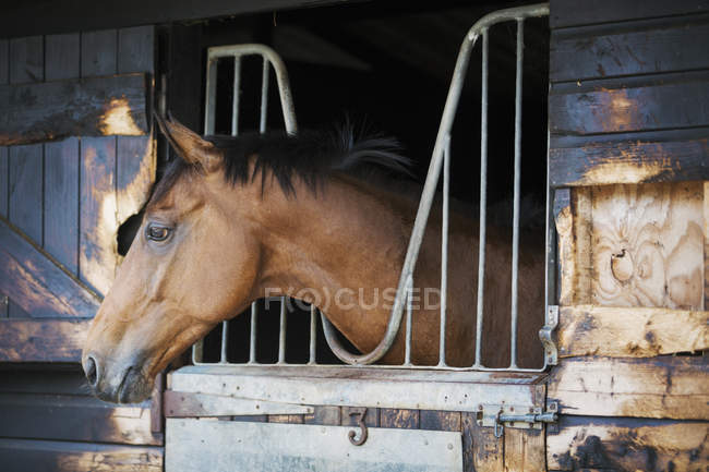 Скачущая породистая лошадь у конюшни — стоковое фото