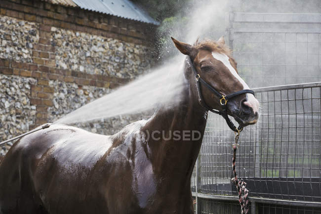 Чистокровная лошадь, которую поливают водой. — стоковое фото