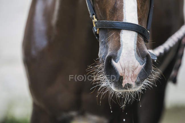Cavallo con fiammata bianca sulla testa — Foto stock