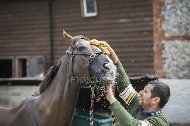 Чоловік миє голову коня губкою — стокове фото