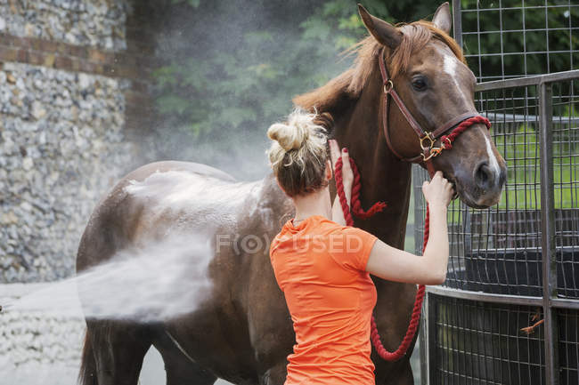 Mujer sosteniendo caballo por halter - foto de stock
