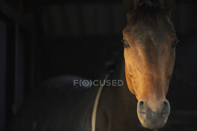 Thoroughbred bay horse — Stock Photo
