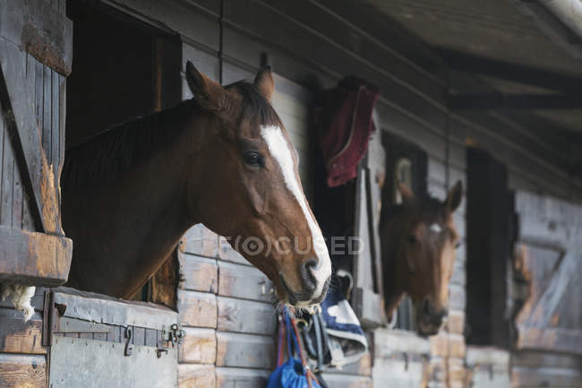 Cavalli che guardano fuori box bancarelle — Foto stock