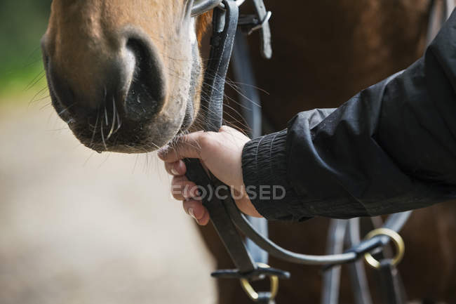 Main humaine tenant cheval brun — Photo de stock