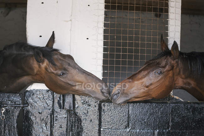 Horses in adjacent box stalls nuzzling — Stock Photo