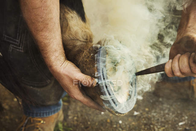 Farrier fitting horseshoe to horse hop — стоковое фото