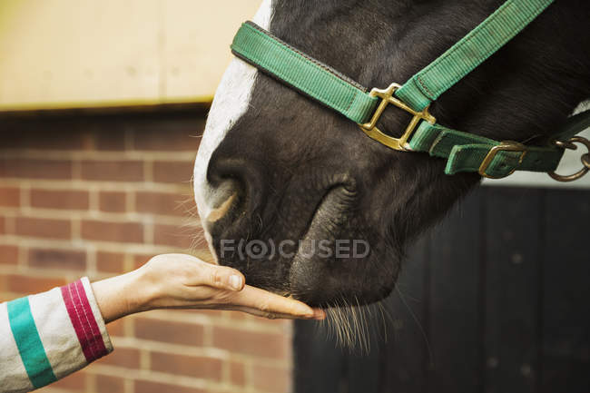 Person füttert Pferd mit Leckereien — Stockfoto