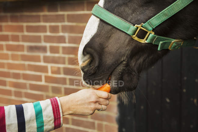 Person füttert Pferd mit Karotte — Stockfoto