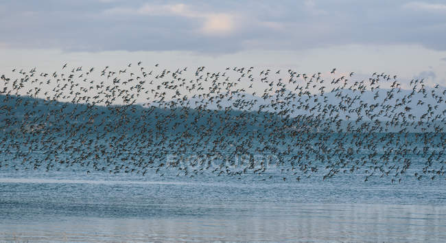 Bandada de aves volando sobre el lago - foto de stock