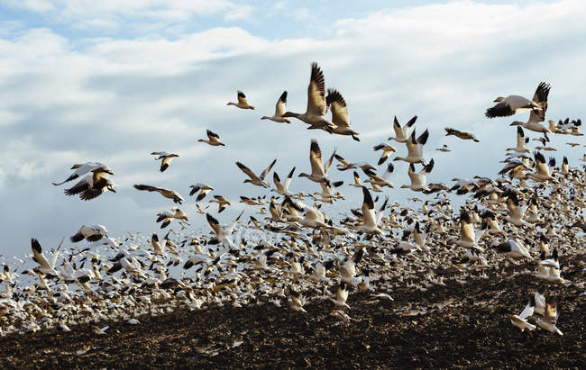 Flock of snow geese — Stock Photo