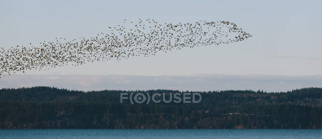 Стадо птиц, летающих над лесом — стоковое фото