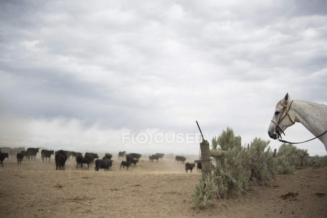 Dusty rural landscape — Stock Photo