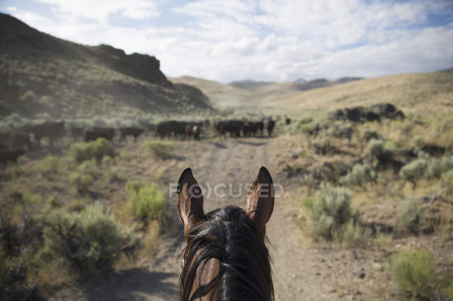 Perspective de cow-boy à cheval — Photo de stock