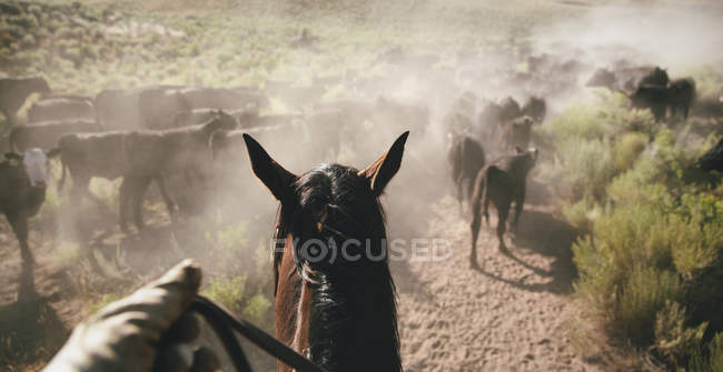 Perspectiva de vaquero a caballo - foto de stock