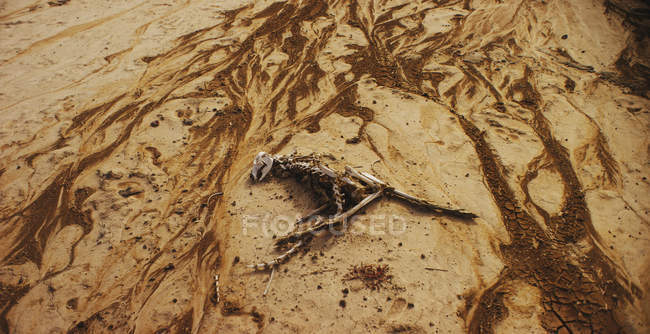 Esqueleto en la playa de arena - foto de stock