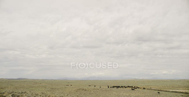 Большая группа крупного рогатого скота — стоковое фото
