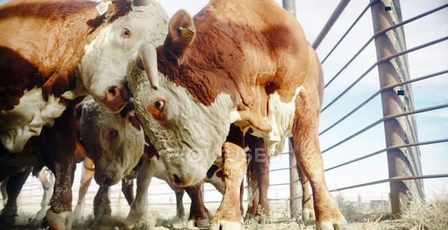 Grupo de bovinos butting — Fotografia de Stock