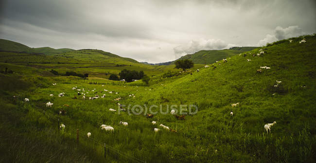Sheep grazing on hillsides — Stock Photo