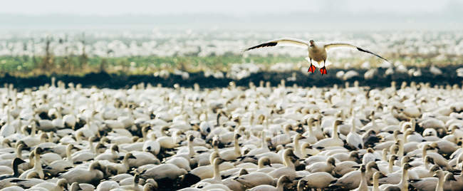 Snow goose flying over flock — стоковое фото