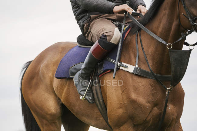 Cavaleiro sentado no cavalo baía — Fotografia de Stock