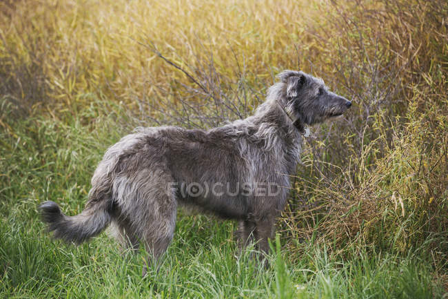 Scottish Deerhound sentado no campo . — Fotografia de Stock