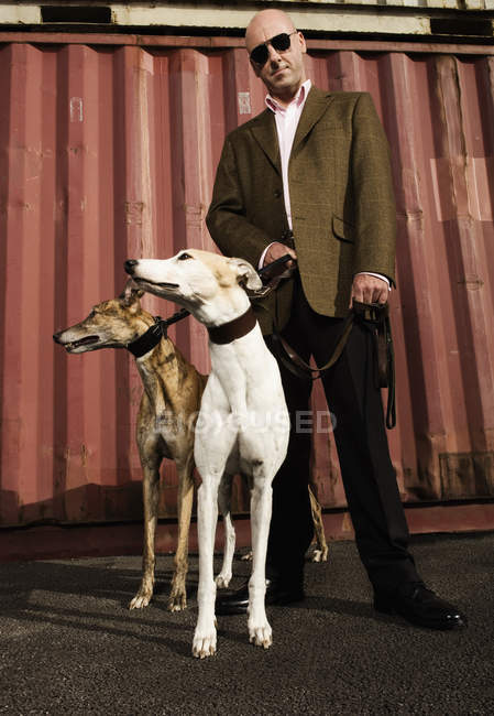 Man with greyhound on leads — Stock Photo