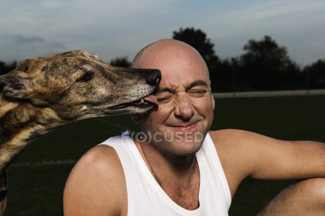 Greyhound licking face of greyhound — Stock Photo