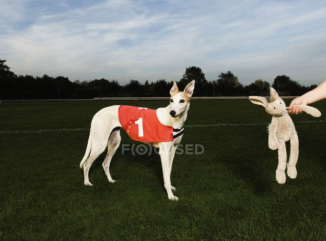 White greyhound wearing red bib — Stock Photo