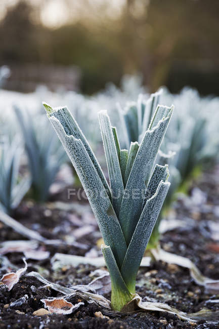 Lauch wächst im Winter im Garten — Stockfoto