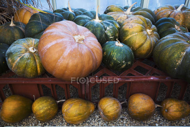 Pumpkins in greenhouse in winter — Stock Photo