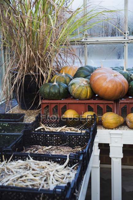 Pumpkins in greenhouse in winter — Stock Photo