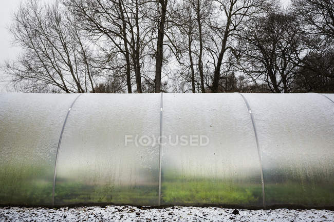 Poly tunnel in winter — Stock Photo