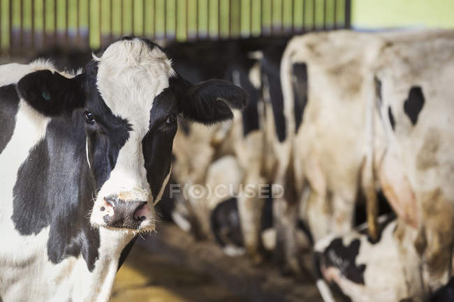 Чёрно-белые коровы — стоковое фото