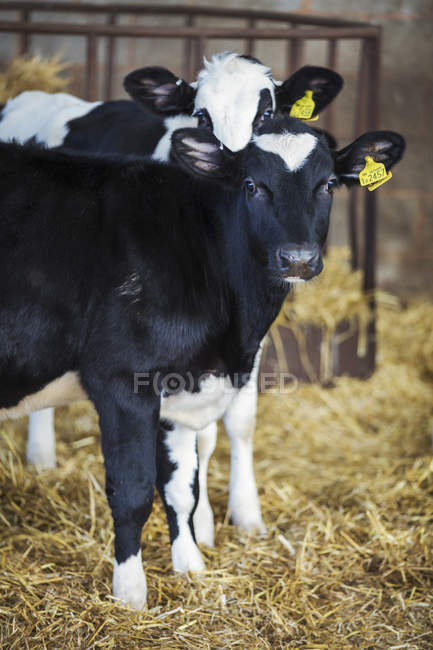 Zwei bllack und weiße Kühe — Stockfoto