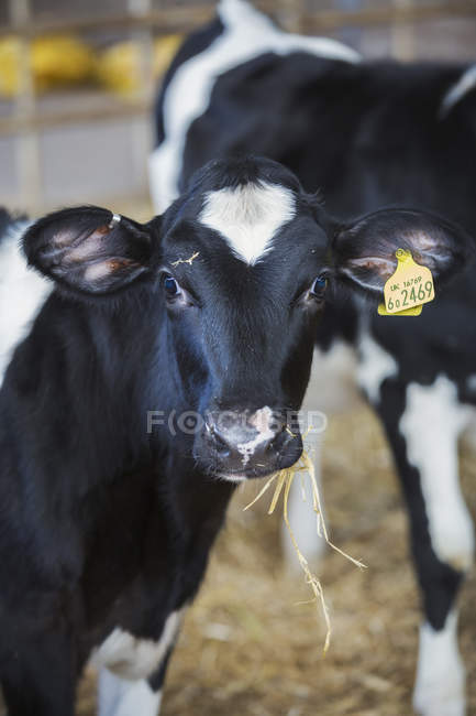 Two bllack and white cows — Stock Photo