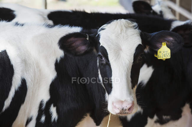 Vacas blancas y negras - foto de stock
