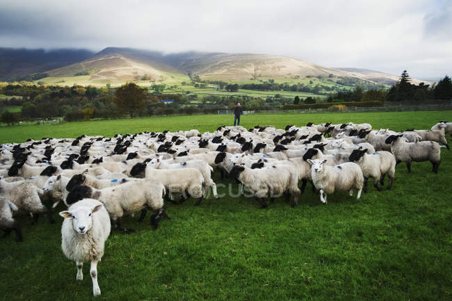 Gran rebaño de ovejas - foto de stock