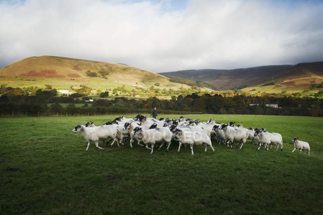 Manada de ovejas corriendo por el prado - foto de stock
