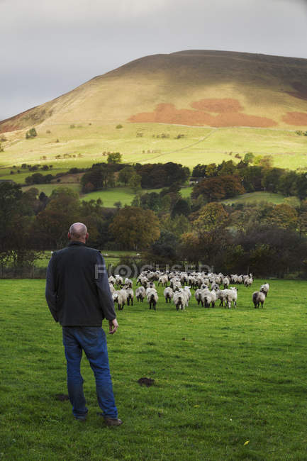 Pastor observando gran rebaño de ovejas - foto de stock