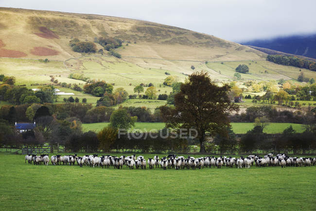 Grande gregge di pecore — Foto stock