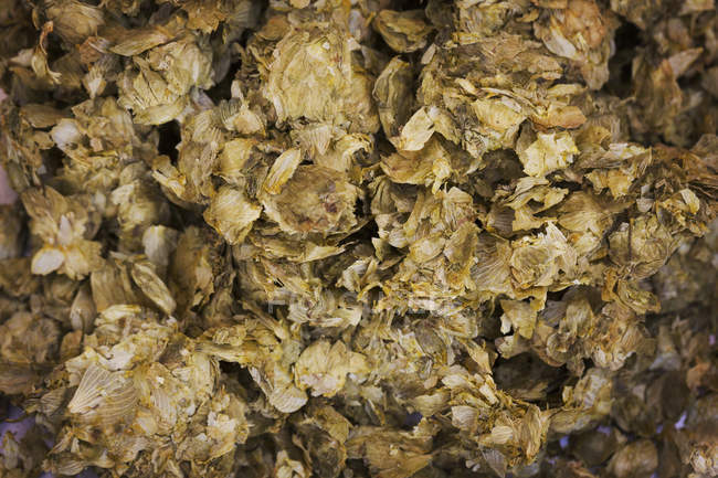 Close up of dried hops — Stock Photo