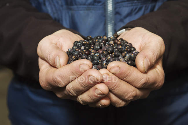 Human hands holding juniper berries — Stock Photo