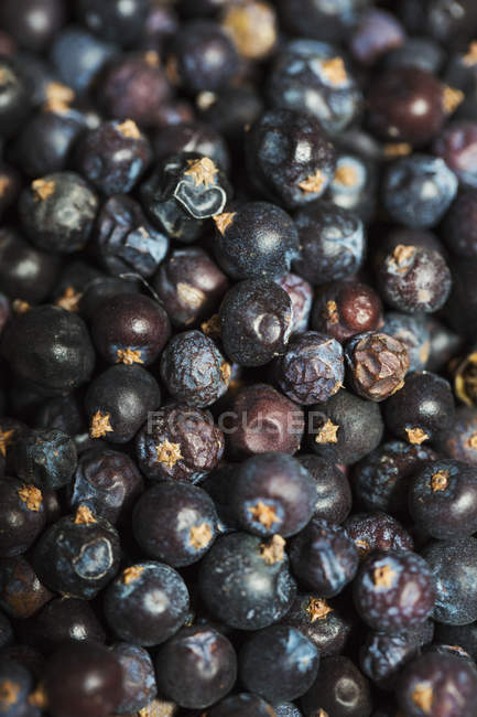 Juniper berries used to flavour beer. — Stock Photo