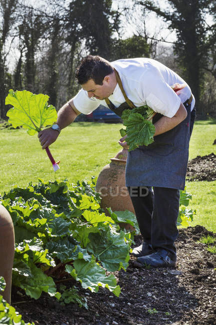 Homme récoltant la rhubarbe fraîche — Photo de stock