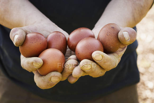 Person holding fresh eggs. — Stock Photo