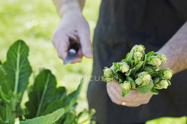 Чоловік збирає свіжі овочі — стокове фото