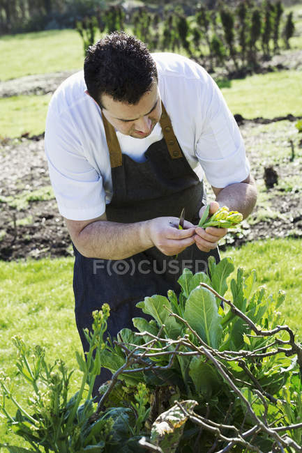 Человек собирает свежие овощи — стоковое фото