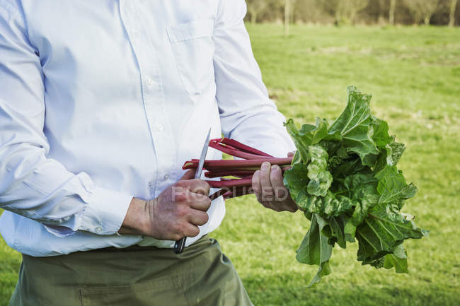 Man harvesting fresh rhubarb — Stock Photo